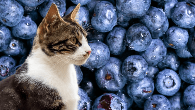 Can Cats Eat Blueberries? The Truth About This Fruity Treat 2025