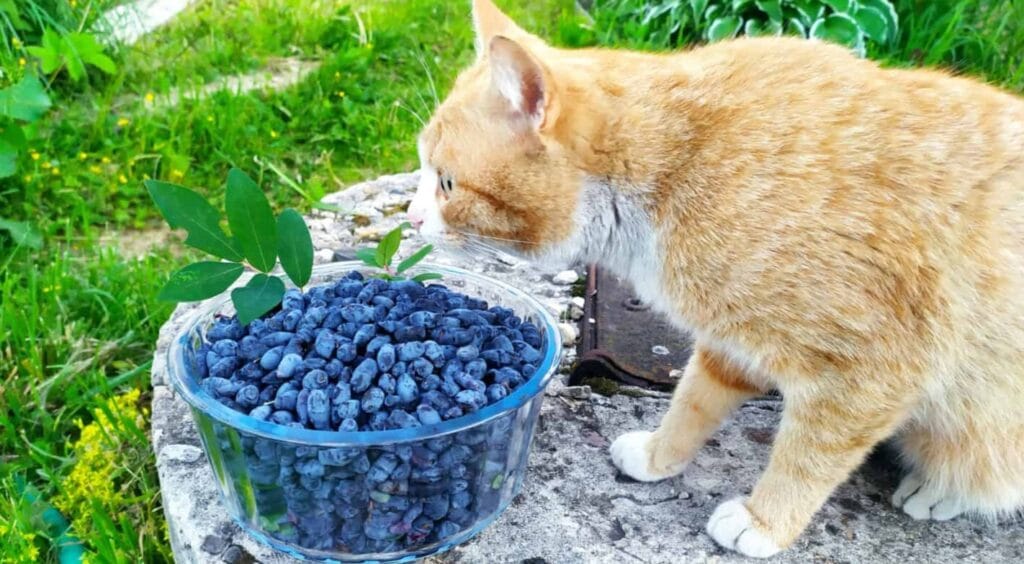Can Cats Eat Blueberries? The Truth About This Fruity Treat 2025