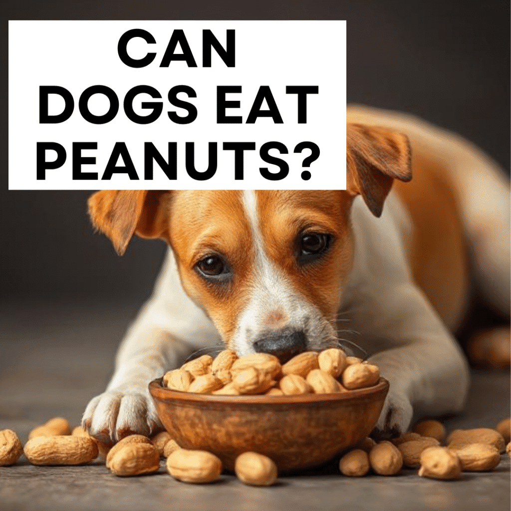 Top 12 best Ultimate Guide to Safe Snacking "Can Dogs Eat Peanuts" 2025