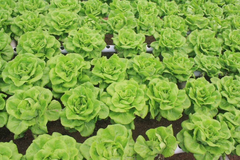 top 10 Delicious Ways to Use "Butter Lettuce" in Your Meals 2025.