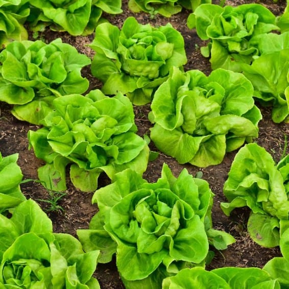 top 10 Delicious Ways to Use "Butter Lettuce" in Your Meals 2025.