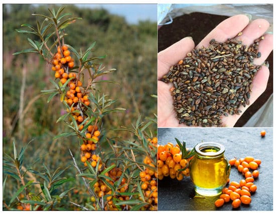 top 10 Delicious Ways to Add "Sea Buckthorn Berry" to Your Daily Routine.