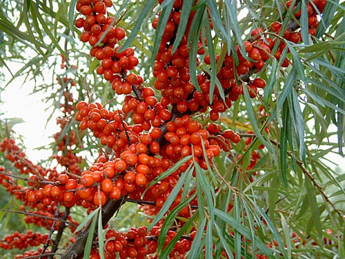 top 10 Delicious Ways to Add "Sea Buckthorn Berry" to Your Daily Routine.